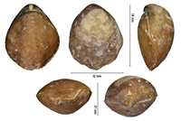 Tubithyris chouberti